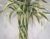 Modern Braided Tower Lucky Bamboo (FREE SHIPPING