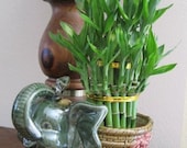 Jumbo Size Elephant Ceramic Vase with 3 Tier 4 quot 6 quot 8 quot Quality Lucky Bamboo Plant