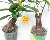 2-Money Tree - Good Fortune ceramic vase PM 451