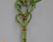 Double Heartshape Lucky Bamboo