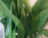 10 Stalks Of 6 Inch Straight Lucky Bamboo For Feng Shui Or Gifts