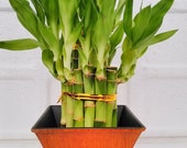 2 Tier Lucky Bamboo - 6 quot 4 quot Lucky Bamboos in 2 Tiers - Feng Shui- With 5 quot Vase Color Coconut