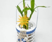 Lucky Bamboo - and decorative pot