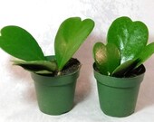 Two Hoya Kerrii Sweetheart Plant 4 39 39 pot Plant Live Heart Rare Cute Rare
