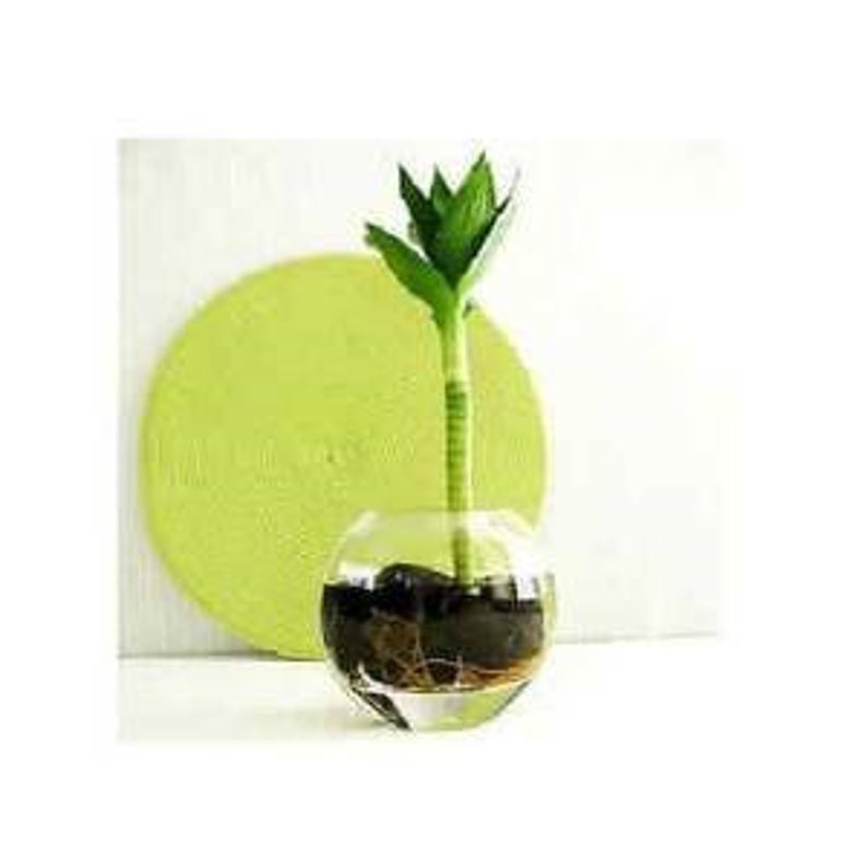 1 lotus flor plantas vivas de bamb\u00fa de la suerte y el pote de cristal