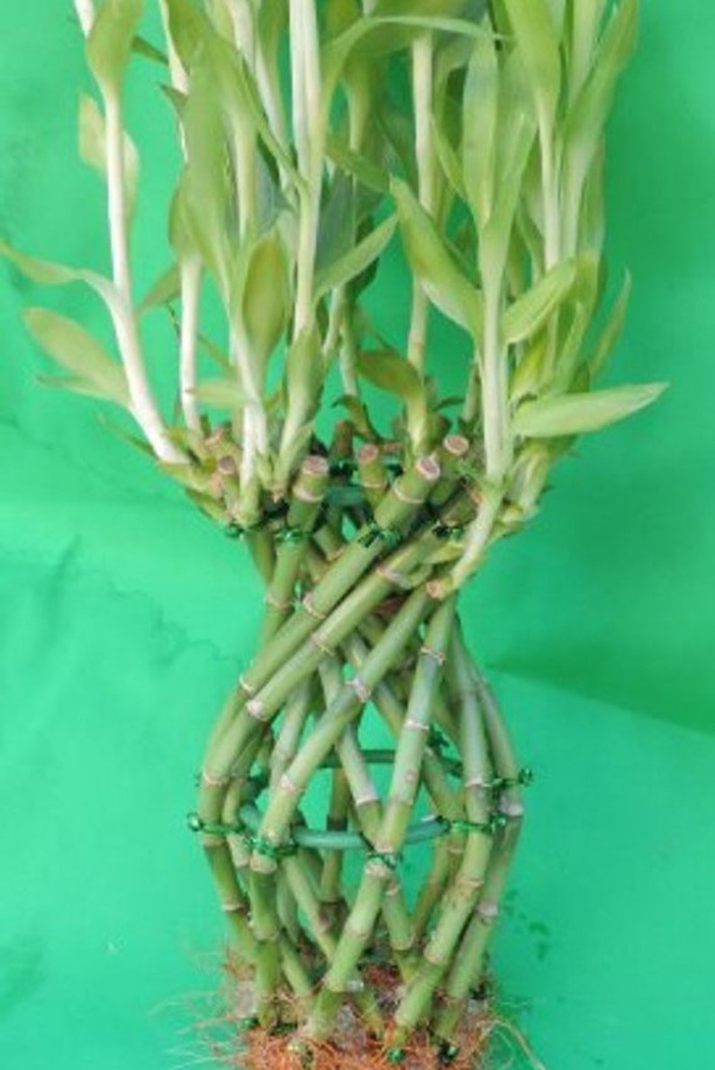 6/'/'in Lucky Bamboo Pineapple Design 23 Stalk