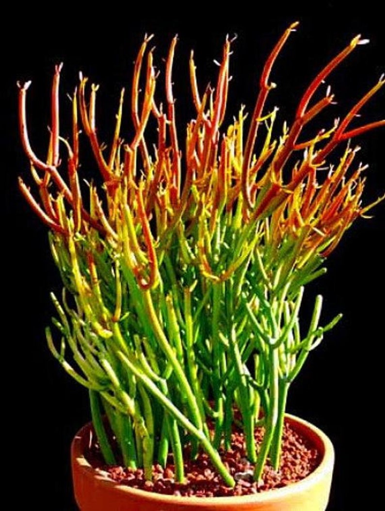 Fire Sticks Pencil Cactus Euphorbia Easy To Grow 6 Etsy