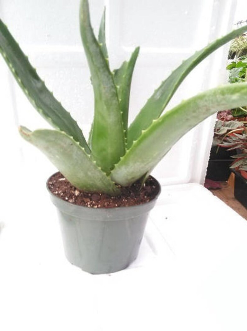 Aloe Vera Medicine Plant Burn Plant Miracle Plant 4 Inch Etsy