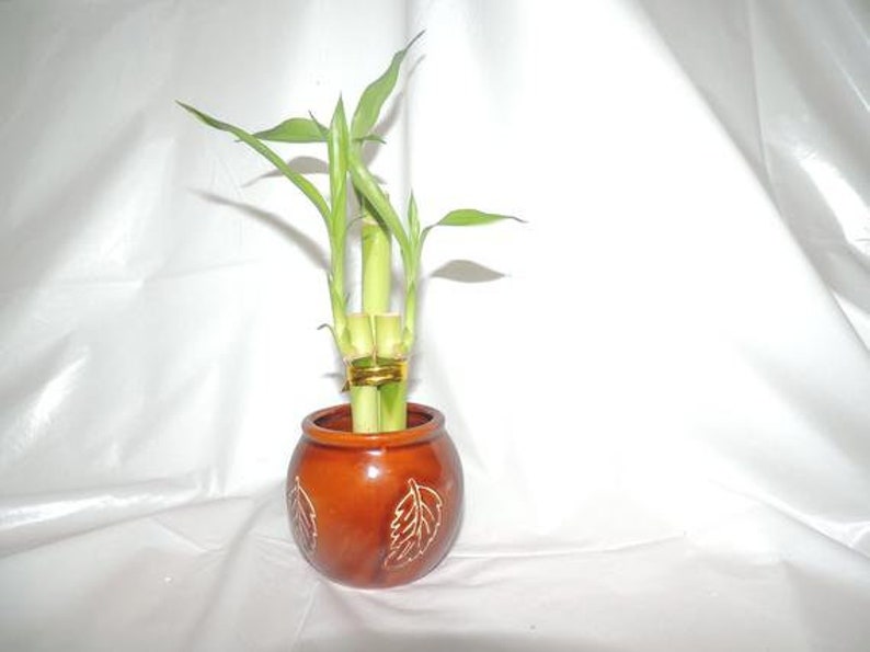 Lucky Bamboo 6 Inches And 4 In Stalks In A Vase Free Shipping Etsy