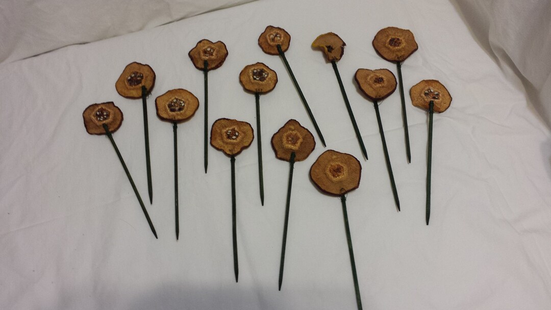 Dried Quince 20cm Wooden Picks Etsy