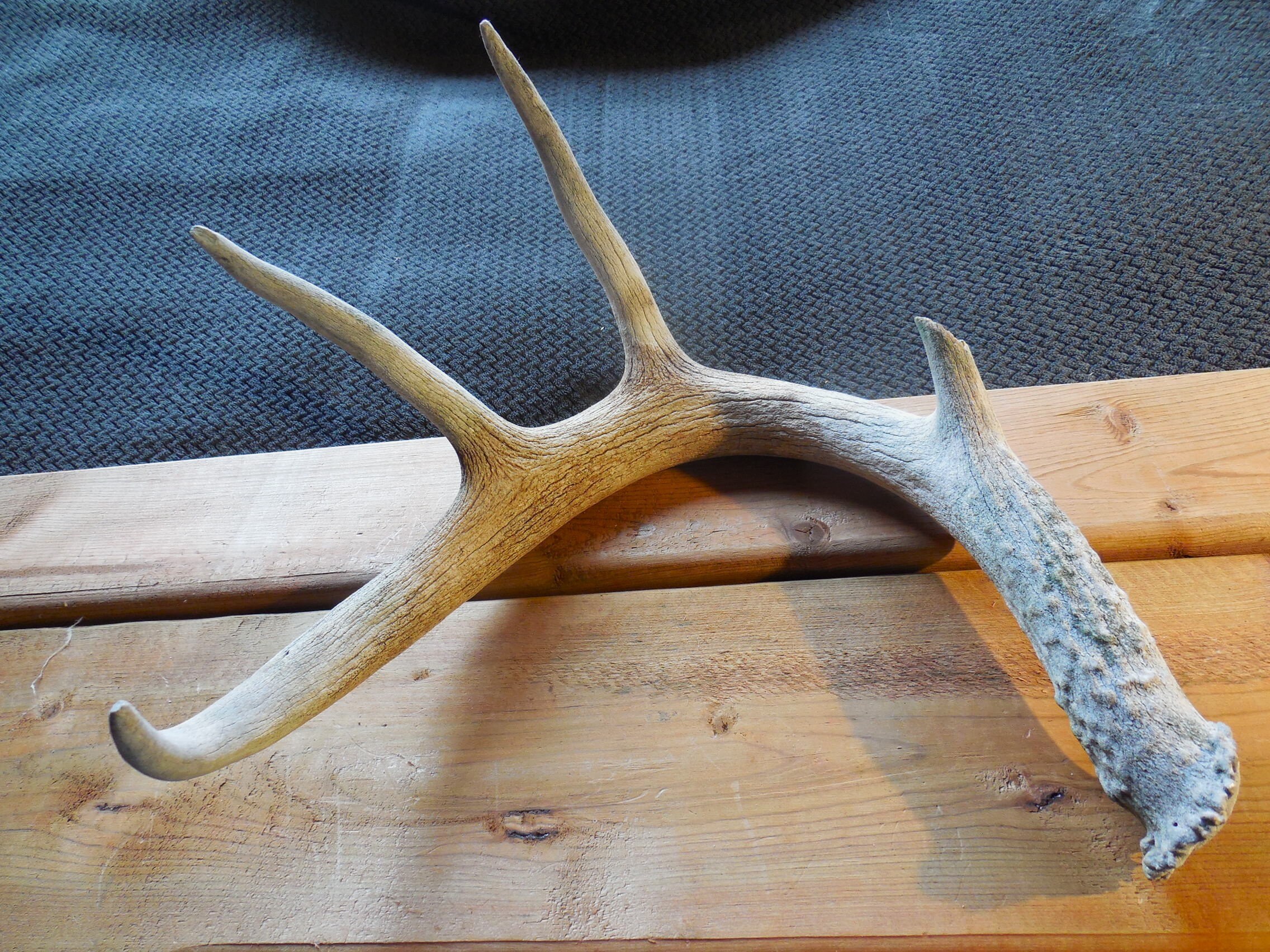 Whitetail Deer Shed Antler Craft Antler Farmhouse Display Etsy whitetail-deer-shed-antler-craft-antler-farmhouse-display-etsy