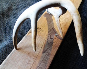 Whitetail Deer Shed Antler, Farmhouse display, Home decor, Craft Antler - Size Small to Medium