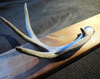 Whitetail Deer Shed Antler, Craft Antler, Farmhouse display - Size Medium to Small