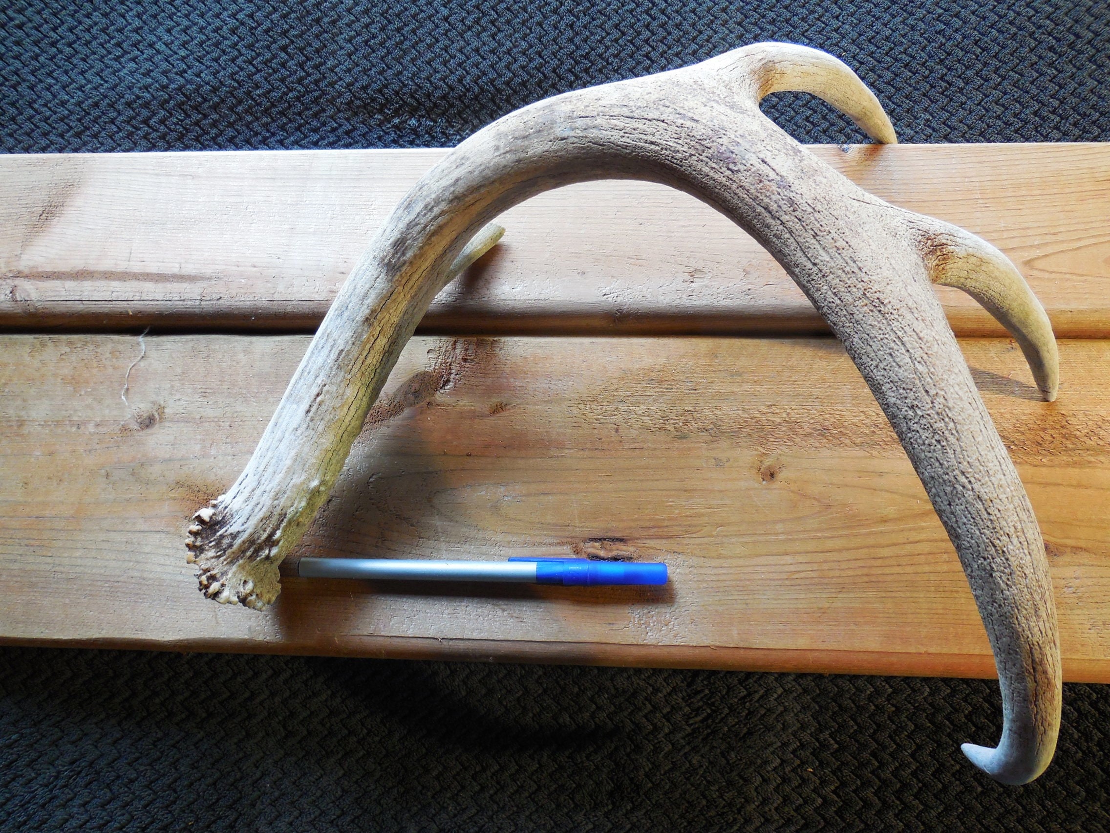 Whitetail Deer Shed Antler Craft Antler Farmhouse Display Etsy whitetail-deer-shed-antler-craft-antler-farmhouse-display-etsy