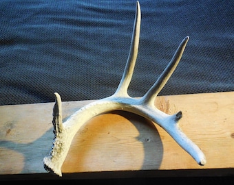 Whitetail Deer Shed Antler, Craft Antler, Farmhouse display - Size Medium to Large