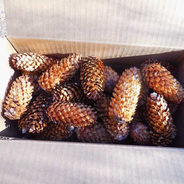 50 Pcs Colorado Blue Spruce Cones for All Season Crafts, Clean and Natural for Crafting, 50 cones per box - Harvested in fall of 2023