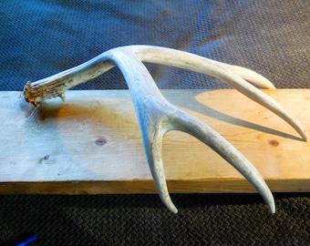 Mule Deer Shed Antler - Home Decor, Farmhouse display, Craft Antler - Size  Medium/Large
