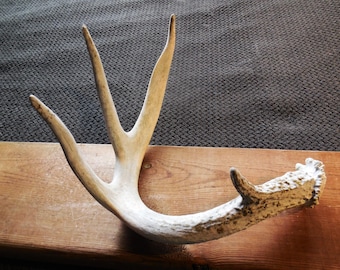 Whitetail Deer Shed Antler, Farmhouse display,  Craft antler - Size Medium