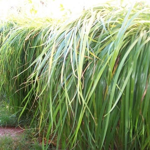 Cultivating and Caring for Your New Sweetgrass Plant: A Comprehensive Guide