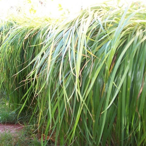 3. Plugs. Canadian Strain Sweet Grass, Longest Growing Strain of Sweetgrass .can Be Planted