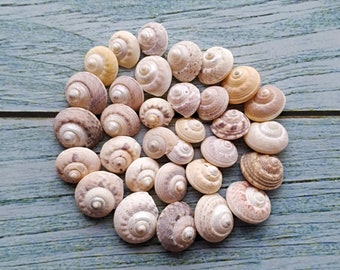 50 orange/yellow Periwinkle seashells