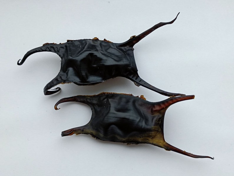 2 Mermaid's Purse real Shark or skate egg case Etsy