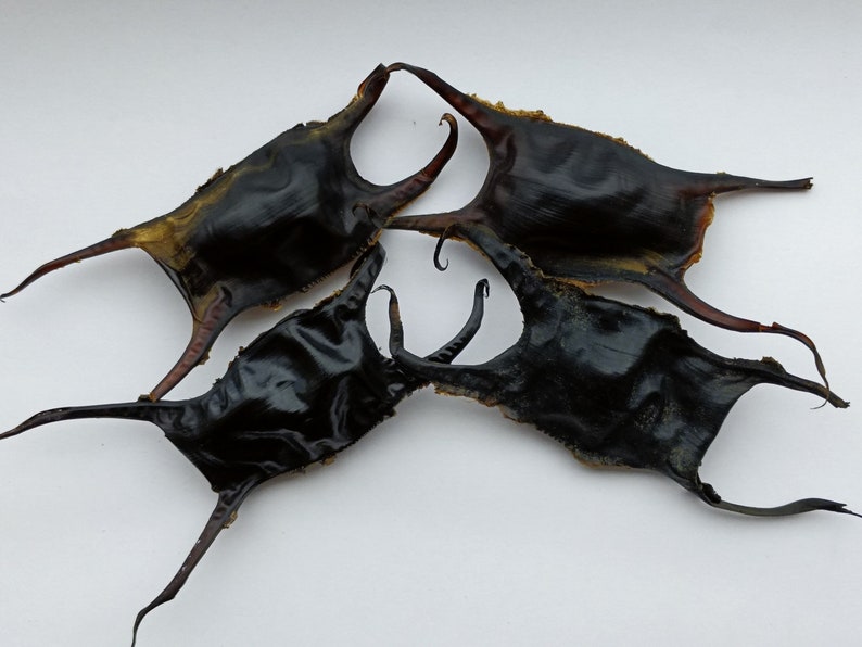 2 Mermaid's Purse real Shark or skate egg case Etsy