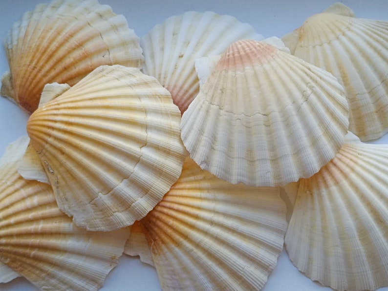 BULK Large Scallop Shells Irish Baking scallop shells Beach Etsy