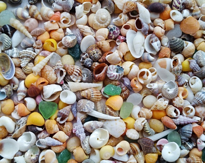 Tiny Seashells Mix, Assorted Small Shells, Tiny Sea Glass, Resin Art ...