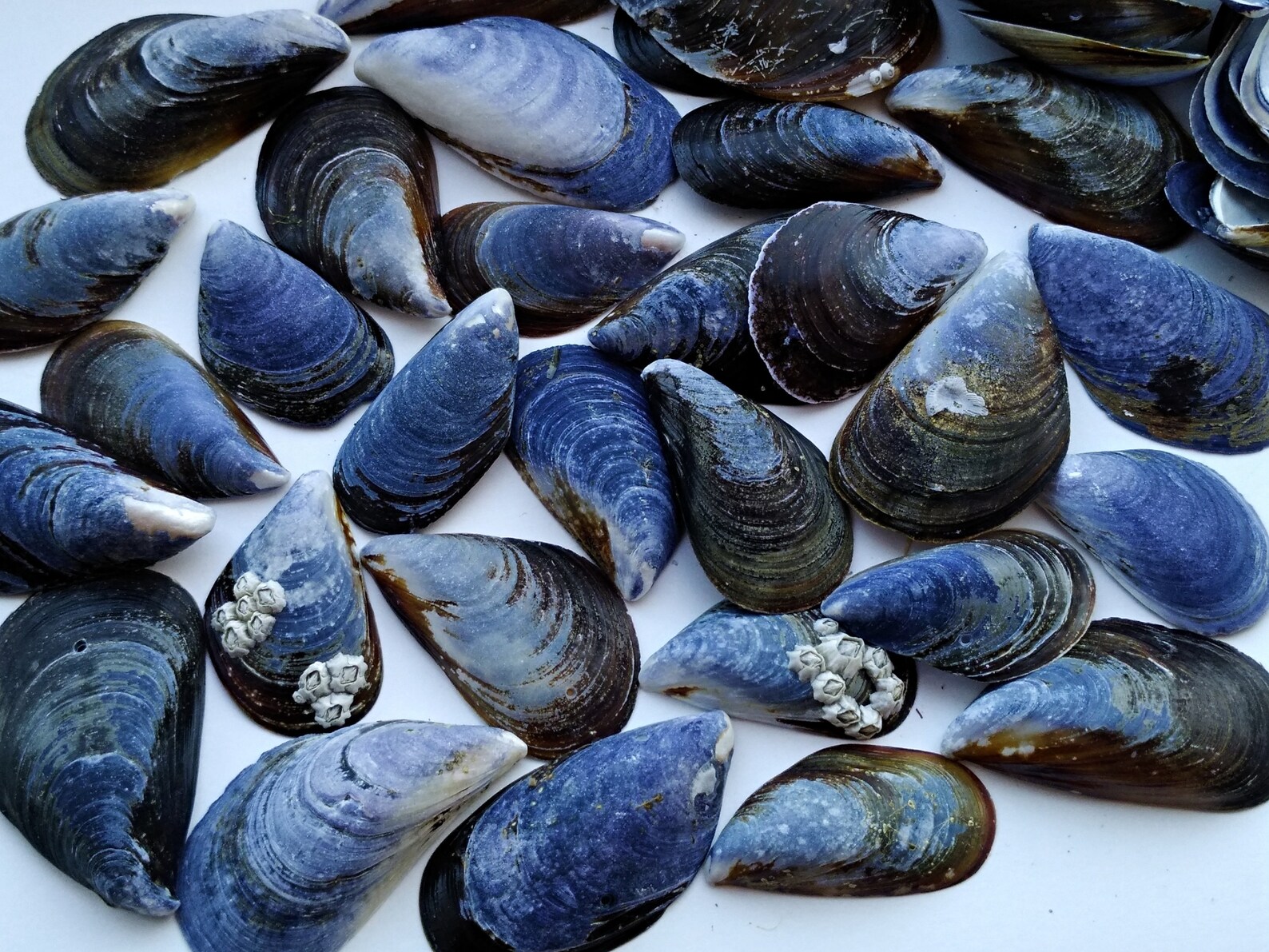 30 L Blue Mussel Shells for crafts blue and black mussels for Etsy