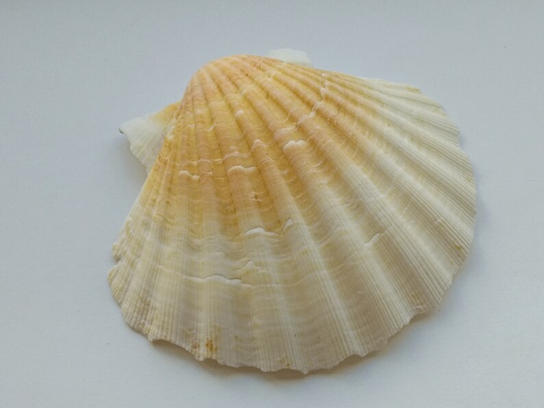 BULK Large Scallop Shells Irish Baking scallop shells Beach Etsy