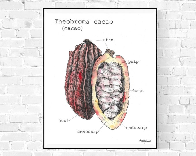 Cacao Anatomy Digital Print Chocolate Art Digital Art Print 8x10 Cacao Cacao Anatomy Digital Print Chocolate Art Digital Art Print 8x10 Cacao