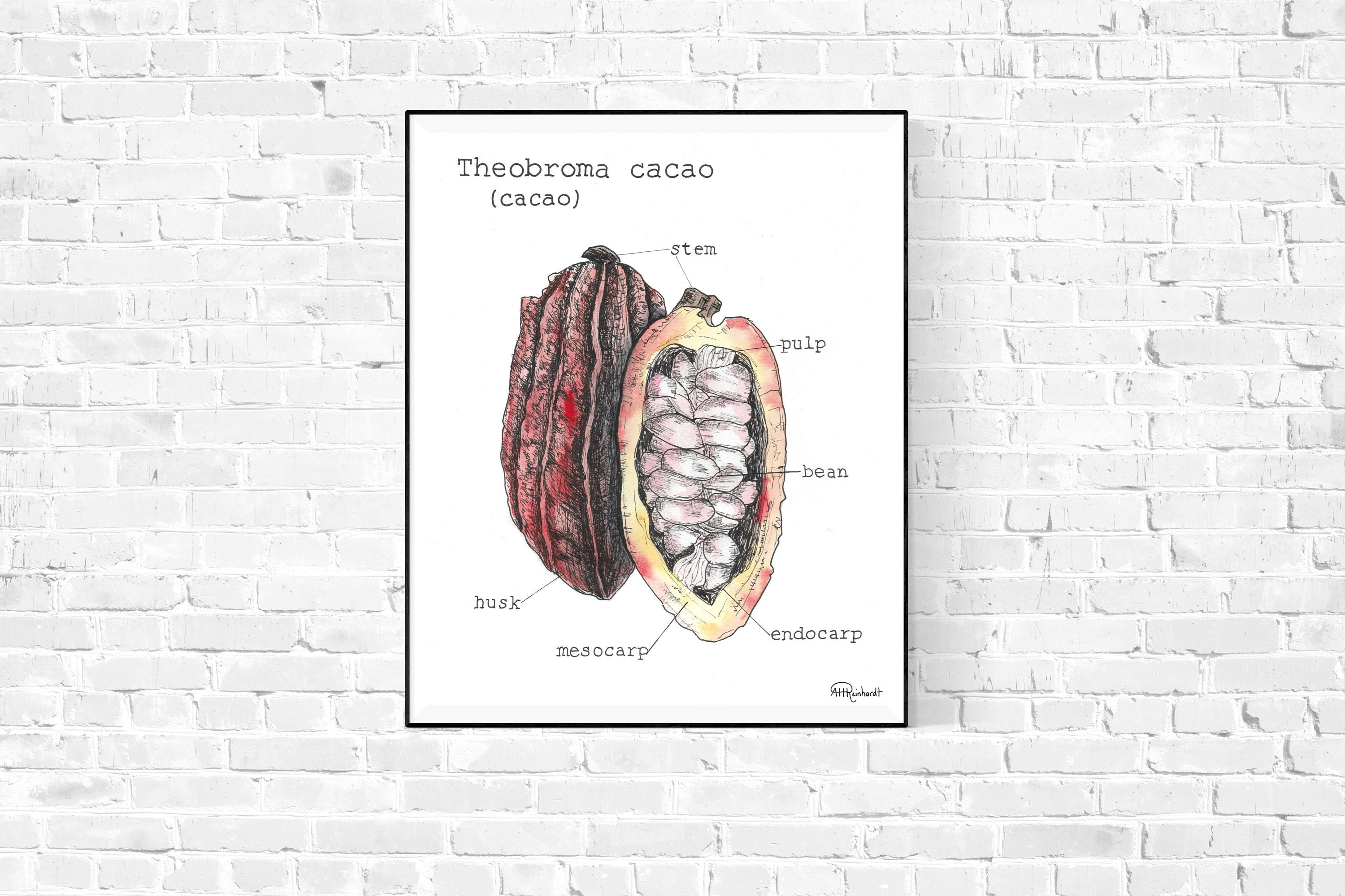 Cacao Anatomy Digital Print Chocolate Art Digital Art Print 8x10 Cacao Anatomy Digital Print Chocolate Art Digital Art Print 8x10
