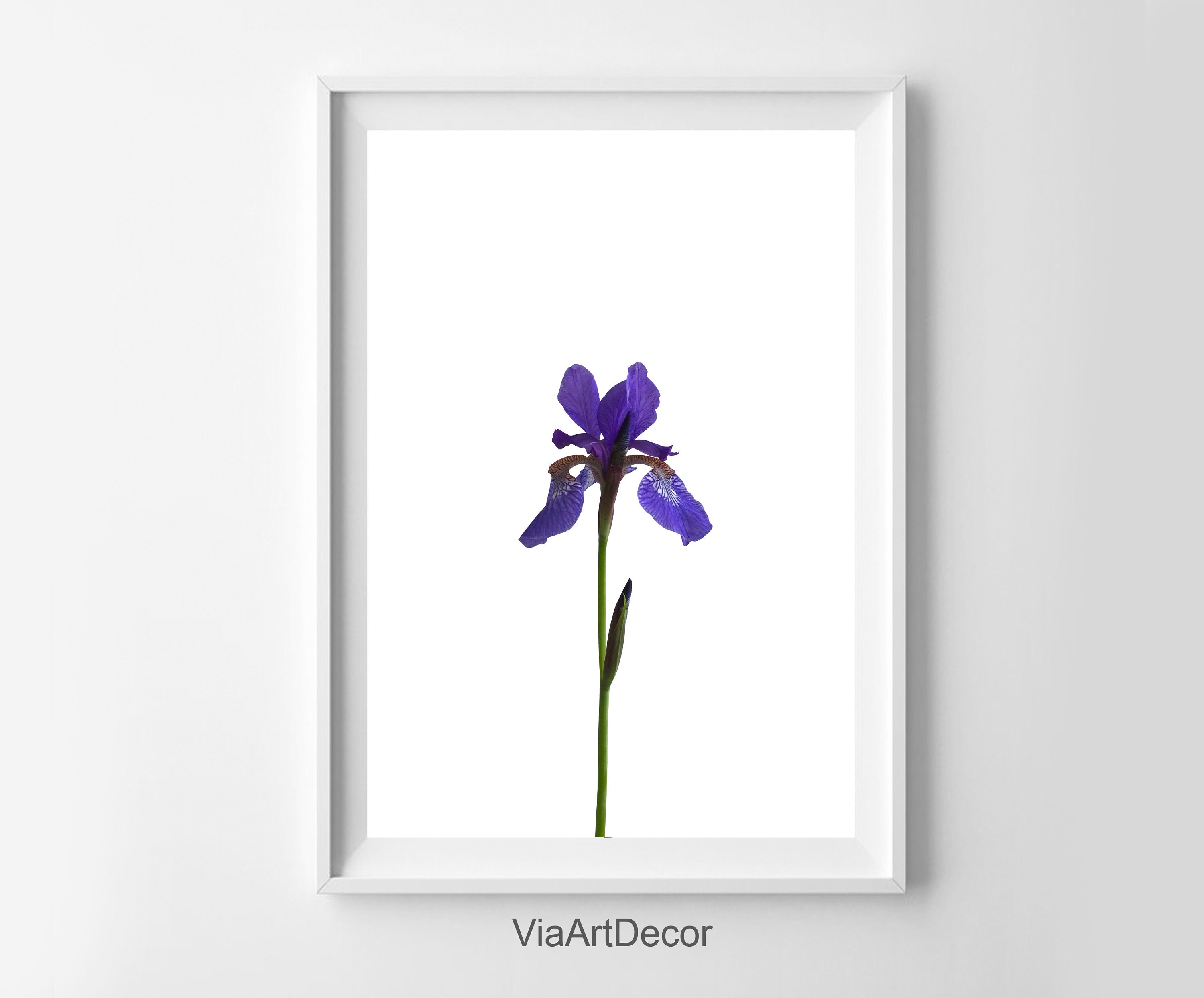 Minimalist Purple Iris Print Modern floral Wall art Botanical | Etsy