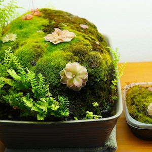 The Essential Guide to Planted Pumice Stones - PDF Guide