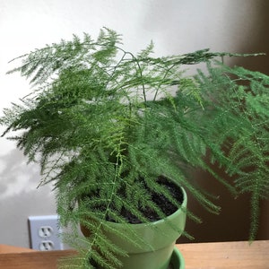 Asparagus Fern (Plumosa) - Easy to Grow Houseplant