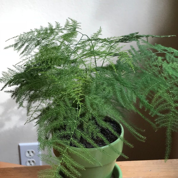 Asparagus Fern Etsy
