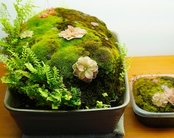 The Essential Guide to Planted Pumice Stones - PDF Guide