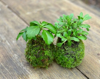 Traditional Japanese "Kokedama" Moss Garden - Made with Live Moss - Cold Tolerant