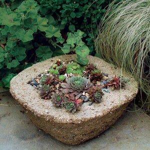 May include: A square concrete planter with a rough texture, filled with small green and brown succulents and small gray stones.