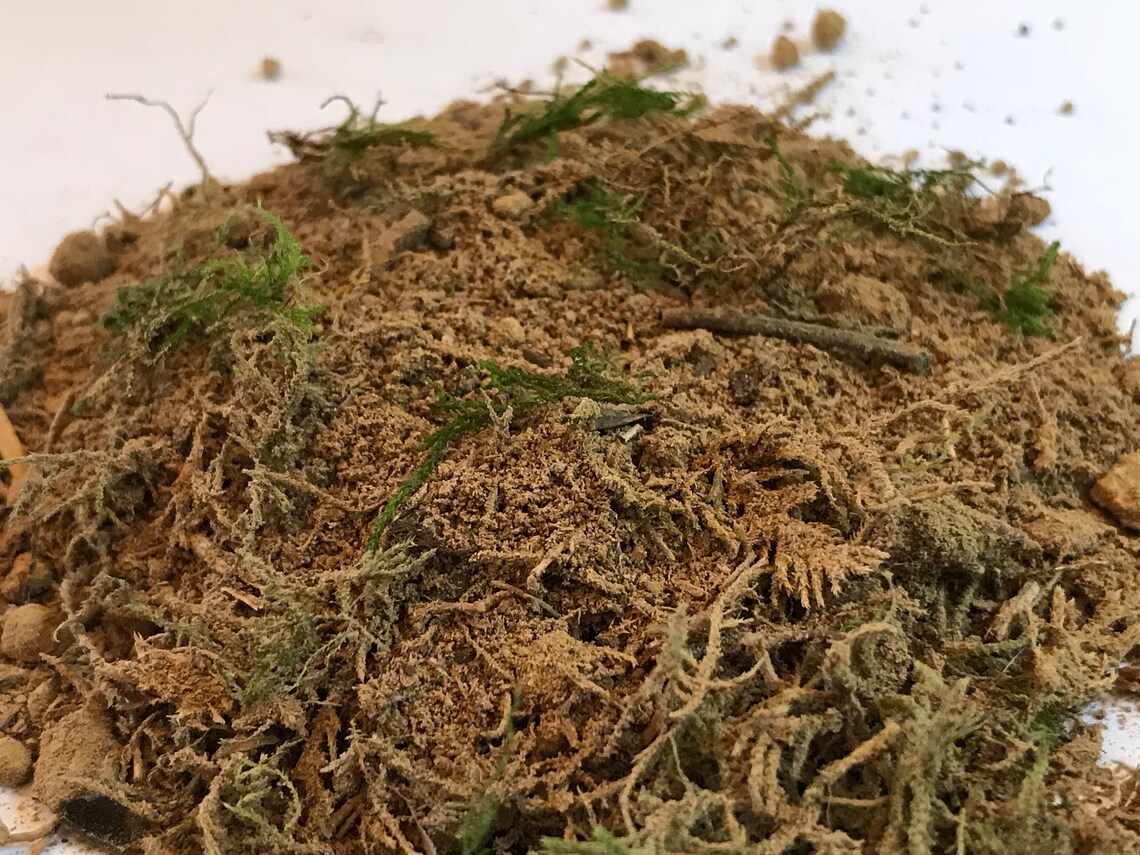 Soil for Moss Gardens/Terrariums Easily Propagate Moss Moss Etsy