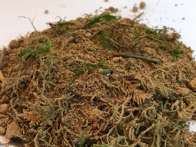 Soil for Moss Gardens/terrariums Easily Propagate Moss moss Etsy