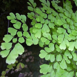 Maidenhair Fern Adiantum raddianum Live Plant 6-10 Bare Root image 3