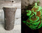 Glow in the dark mushroom Panellus stipticus bioluminescent habitat log (PRE-INOCULATED)