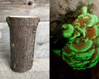 Glow in the dark mushroom Panellus stipticus bioluminescent habitat log (PRE-INOCULATED)
