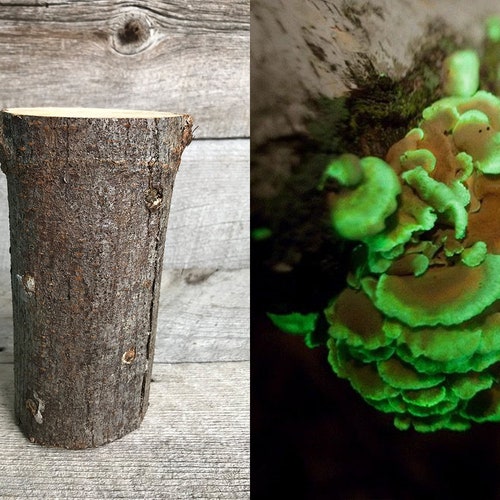 Glow in the dark mushroom Panellus stipticus bioluminescent habitat log (PRE-INOCULATED)