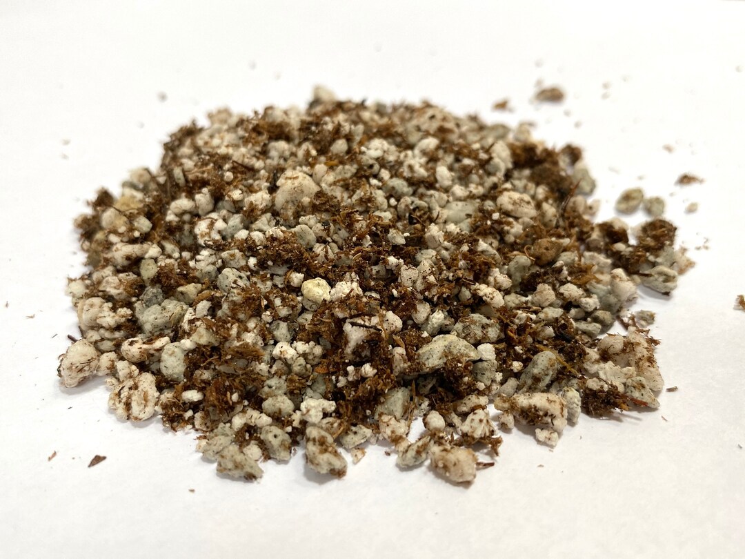 Premium Mexican Butterwort Soil Blend Certified Organic Etsy