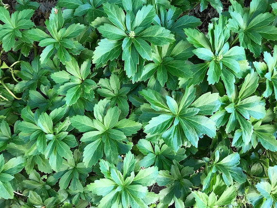 Pachysandra Terminalis Japanese Spurge Evergreen Etsy Pachysandra Terminalis Japanese Spurge Evergreen Etsy