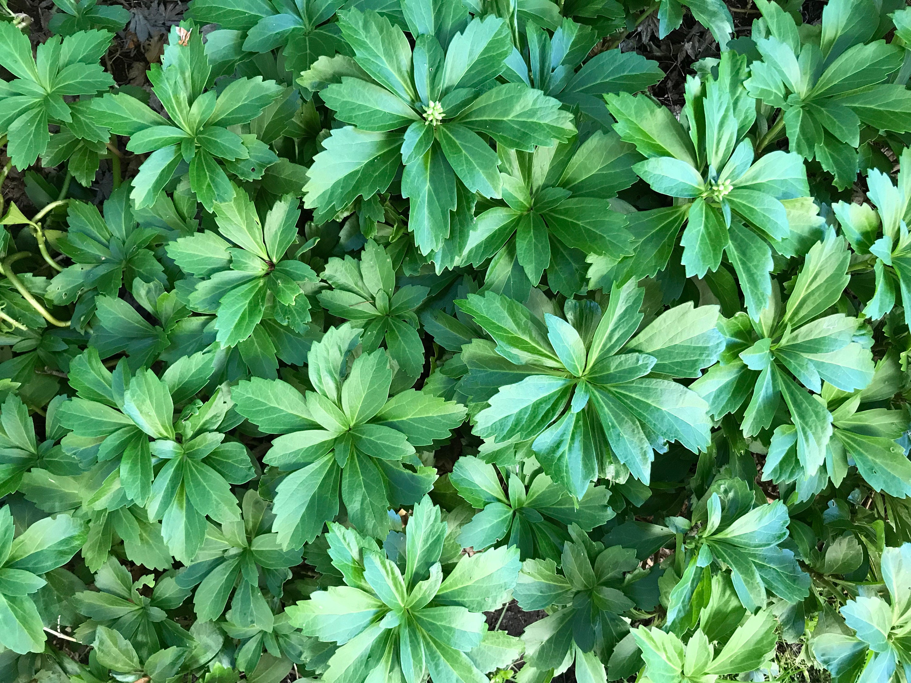Pachysandra Terminalis japanese Spurge Evergreen Etsy