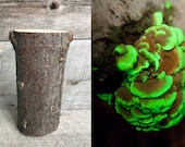 Glow in the dark mushroom Panellus stipticus bioluminescent habitat log kit